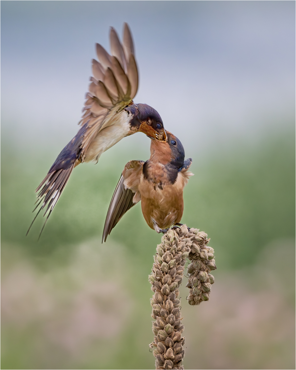 Michels Elizabeth FeedingFledglinginFlight Nature   Ornithological   Class A 20251022